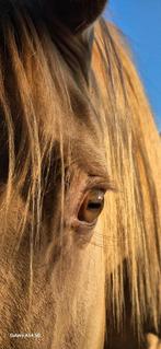 Cheval crème pro, Dieren en Toebehoren, Paarden, Zadelmak