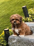Lhasa apso pups, België, Overige rassen, CDV (hondenziekte), 8 tot 15 weken