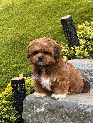Lhasa apso pups beschikbaar voor biedingen