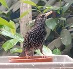 Europese spreeuw pop., Geringd
