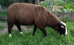 2 zwartbles rammen te koop, Dieren en Toebehoren, Mannelijk, Schaap, 0 tot 2 jaar