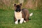 Chiots Akita américains à vendre (les parents sont présents), Autres races, Plusieurs, Parvovirose, Belgique
