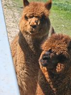 2 hengsten en 1 merrie alpaca, Dieren en Toebehoren