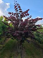 Cercis Judasboom meerstammig in maten, Tuin en Terras, Ophalen of Verzenden, Herfst