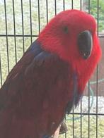 Kweekpop edelpapegaai, Dieren en Toebehoren, Vogels | Parkieten en Papegaaien, Vrouwelijk, Papegaai, Pratend