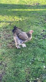 2 brahma hennen, Dieren en Toebehoren, Pluimvee