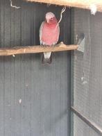 Rosé kaketoe (split man), Dieren en Toebehoren, Mannelijk, Papegaai, Geringd