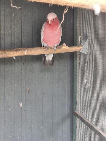 Rosé kaketoe (split man) beschikbaar voor biedingen