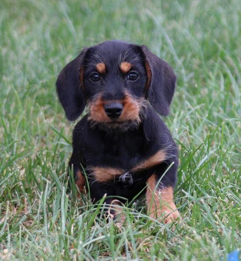 Teckel pup Lang/Ruwhaar, Dieren en Toebehoren, Honden | Teckels en Dashonden, Reu, Ruwhaar, Dwerg, Fokker | Professioneel, Eén hond