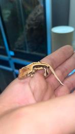 Gecko a crete/crested gecko lilly white (black&white ), Dieren en Toebehoren