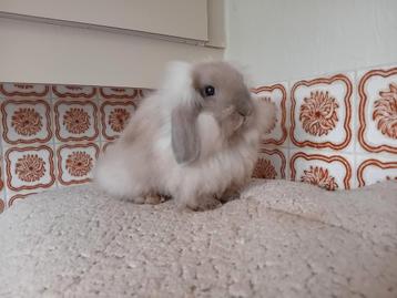 konijntje , dwergkonijn , hangoor, Femelle, Petit, Oreilles tombantes, 0 à 2 ans