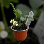 Verschillende soorten aardbeiplanten, Tuin en Terras, Ophalen, Vaste plant, Fruitplanten