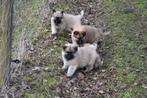 Heel mooie Herder kruising pups, België, CDV (hondenziekte), 8 tot 15 weken, Groot