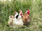 Cochin kriel kip Porselein blauwgetekend, gesekst + ingeënt, Dieren en Toebehoren, Pluimvee, Vrouwelijk, Kip