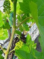 druivelaar vinis vitifera in pot, Tuin en Terras, Ophalen, Overige soorten, Volle zon, In pot