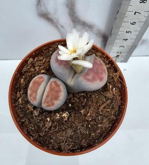 Lithops karasmontana, Huis en Inrichting, Kamerplanten, Verzenden
