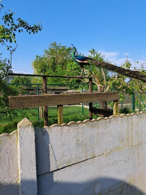 Spalding pauwen, Dieren en Toebehoren, Pluimvee