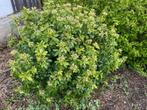 choisya ternata 1.25m, Jardin & Terrasse, Plantes | Arbustes & Haies, 100 à 250 cm, Enlèvement, Autres espèces, Arbuste