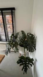 Monstera/gatenplant met pot, Huis en Inrichting, Kamerplanten, Ophalen