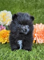 Pomeriaan pomeranian pom pup, Dieren en Toebehoren, België, Keeshond, Reu, CDV (hondenziekte)