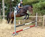 Brave merrie 170cm! Allrounder normale prijs, Dieren en Toebehoren, Merrie