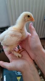 5 Brahma lemon pyle kuikens 2.5 weken oud, Meerdere dieren, Kip