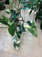 Syngonium Podophyllum Albo Variegata XL, Huis en Inrichting, Kamerplanten, Ophalen