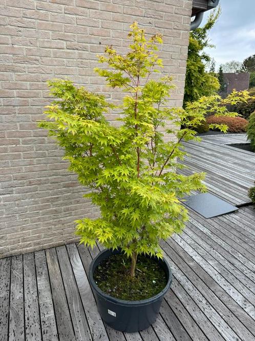 Érable japonais : Acer Palmatum « Sangokaku », Jardin & Terrasse, Plantes | Jardin, Plante fixe, Autres espèces, Mi-ombre, Printemps