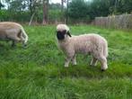 Walliser schwarznase ramlan, Dieren en Toebehoren, Schapen, Geiten en Varkens, Mannelijk, Schaap, 0 tot 2 jaar