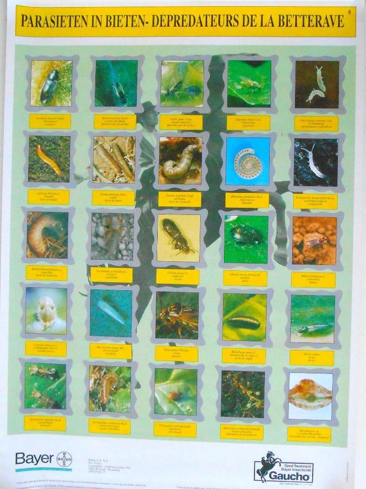 Affiche van Bayer - Parasieten in bieten, Antiek en Kunst, Curiosa en Brocante, Ophalen of Verzenden