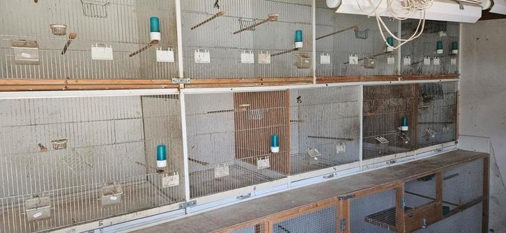 Kweekkooien, Dieren en Toebehoren, Vogels | Hokken en Kooien, Zo goed als nieuw, Ophalen