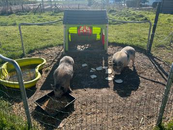 Hangbuik varkens, Femelle, Porcs, 0 à 2 ans