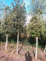 Steeneik, Tuin en Terras, Ophalen of Verzenden, Halfschaduw, Overige soorten, 250 tot 400 cm