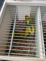 Kakariki, Dieren en Toebehoren, Meerdere dieren, Parkiet, Geringd