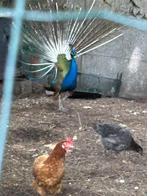 Pauwen blauw/wit, Meerdere dieren, Overige soorten