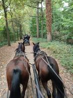 2span D ponys, Dieren en Toebehoren, Merrie
