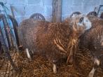 ram texel swifter, Dieren en Toebehoren, Schapen, Geiten en Varkens, Mannelijk, Schaap, 0 tot 2 jaar