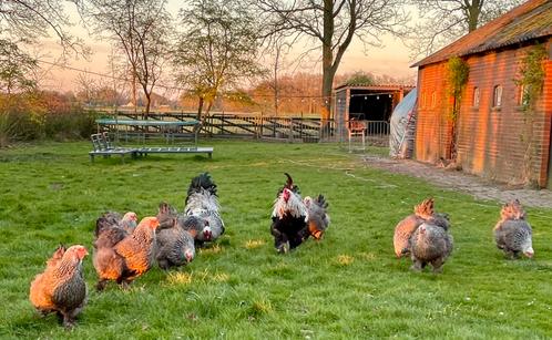 Broedeieren van de Brahma zilverpatrijs, Dieren en Toebehoren, Pluimvee, Kip, Vrouwelijk