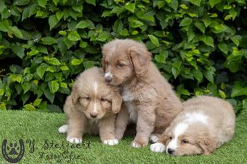 toller pups, unieke kleur, beide ouders zijn hier aanwezig beschikbaar voor biedingen