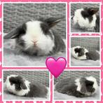 Ontzettend lieve & tamme jonge Hangoordwerg konijntjes, Dieren en Toebehoren, Meerdere dieren, Dwerg, Hangoor, 0 tot 2 jaar