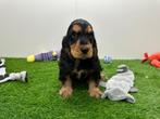 Engelse Cocker Spaniel pups, België, 8 tot 15 weken, CDV (hondenziekte), Meerdere