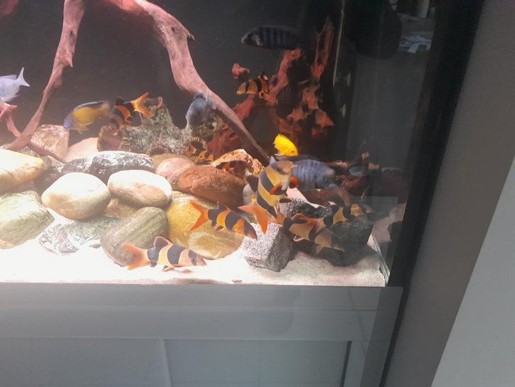 Mooie groep van 14 botias, Animaux & Accessoires, Poissons | Poissons d'aquarium, Poisson d'eau douce, Poisson, Banc de poissons