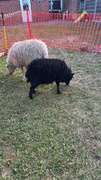 Quessant Ooi en lammetje, Dieren en Toebehoren, Schapen, Geiten en Varkens, Meerdere dieren, Schaap, 0 tot 2 jaar
