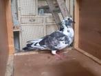 PASSAGIER VAN HET TYPE JONGE DUIF, Dieren en Toebehoren, Mannelijk, Postduif