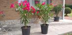 Oleander Côte d'Azur in pot, deco tuin op 2 km van Ikea, Ophalen