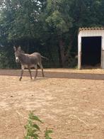 Box ânes, poneys shet, falabellas, Pont-à-Celles/Gouy, 2 of 3 paarden of pony's, Weidegang