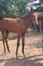 Merrieveulen van furst dior(furstenball-hotline), Dieren en Toebehoren, Paarden, Merrie, Gechipt, Niet van toepassing, Dressuurpaard