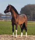 Stoere kwpn hengst, Dieren en Toebehoren, Paarden, Gechipt, Hengst, 3 tot 6 jaar, Onbeleerd