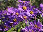 Asters en Armeria, Ophalen of Verzenden, Vaste plant