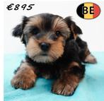 Yorkshire Terrier – Chiots jouettes et élégants à vendre, Animaux & Accessoires, Commerçant, Yorkshire Terrier, 8 à 15 semaines